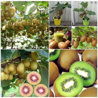 Hạt giống cây ăn trái kiwi ( Gói  30 hạt- tặng 3 viên nén xơ dừa ươm hạt )