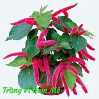 Hoa Tai Tượng Đuôi Chồn 1 Cây Con Đã Có Rễ