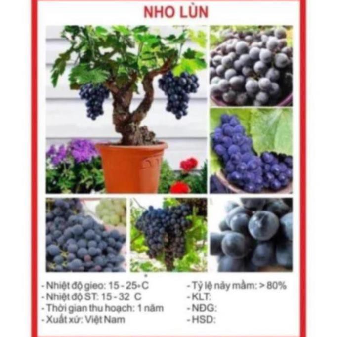 Hạt giống Nho lùn 10 Hạt