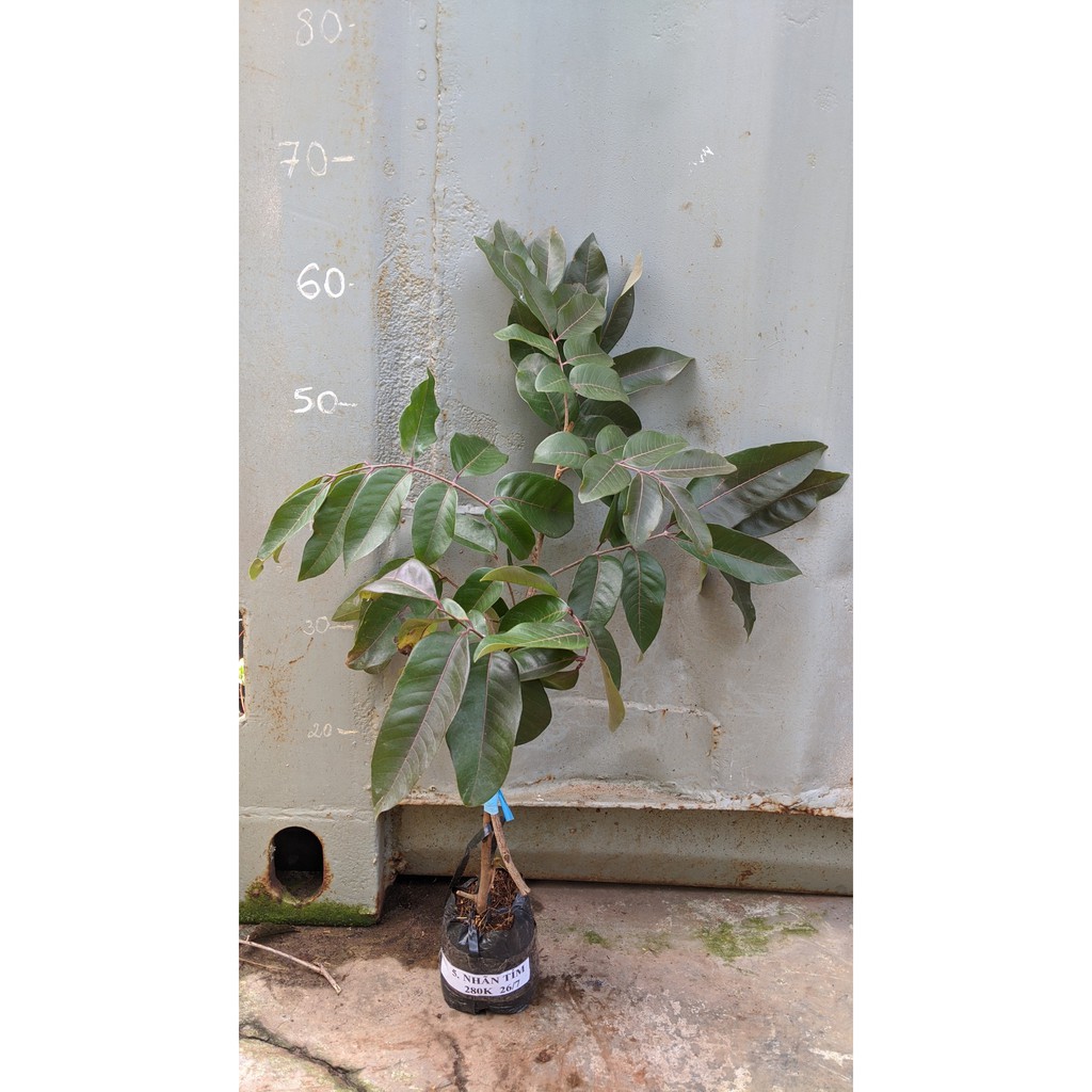 Nhãn tím cây giống