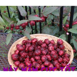 500h _Hạt Giống Atisi Đỏ ( Bụp giấm ) 100% nảy mầm tốt