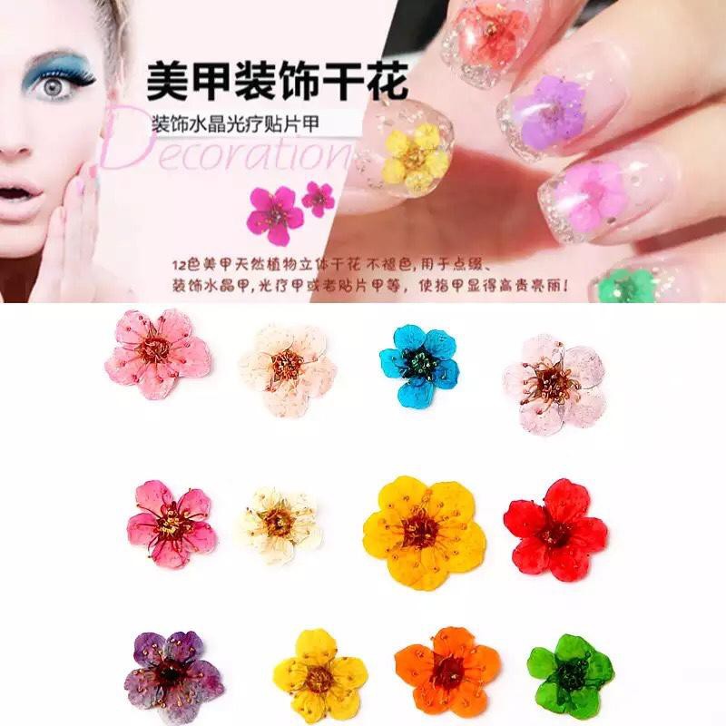 Khay 12 loai Hoa khô trang trí móng 3D - Hoa Nhỏ - Hoa nhỏ