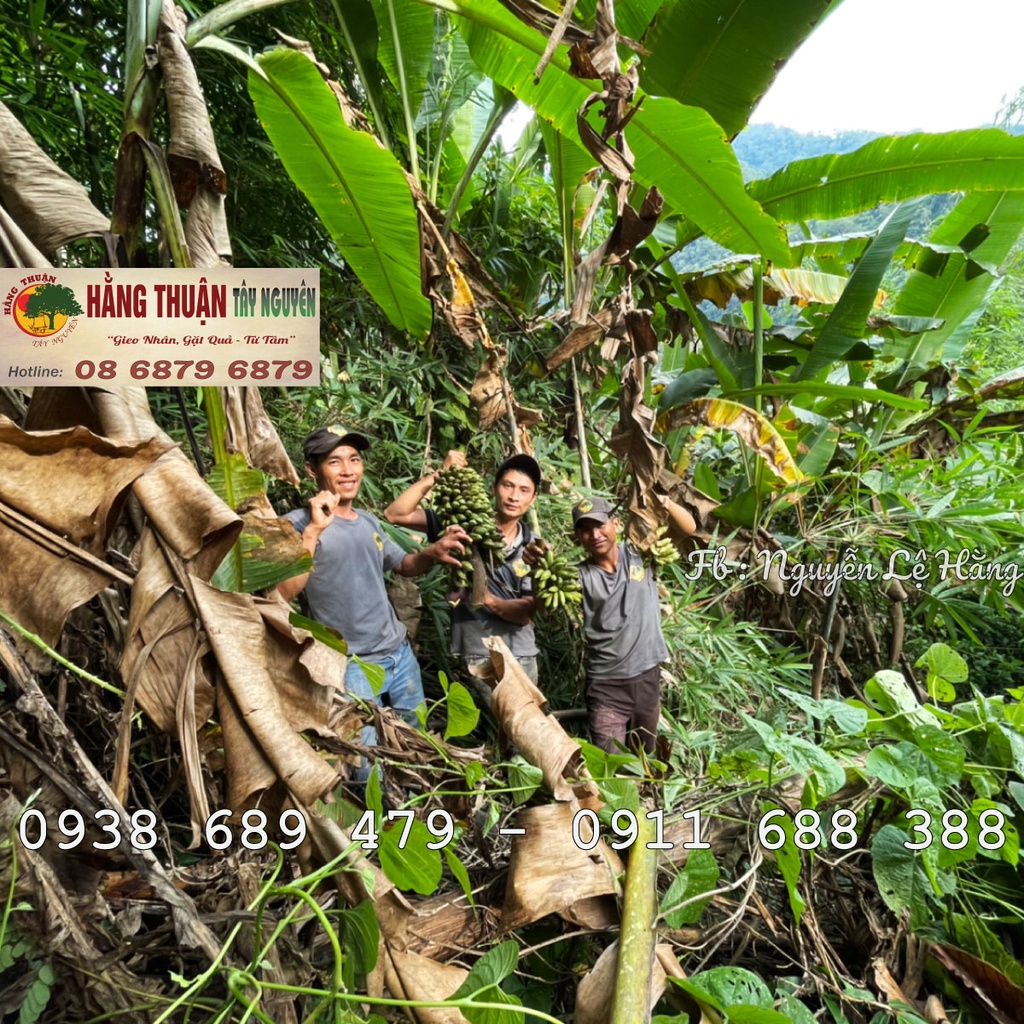 Chuối Hột Rừng Tây Nguyên