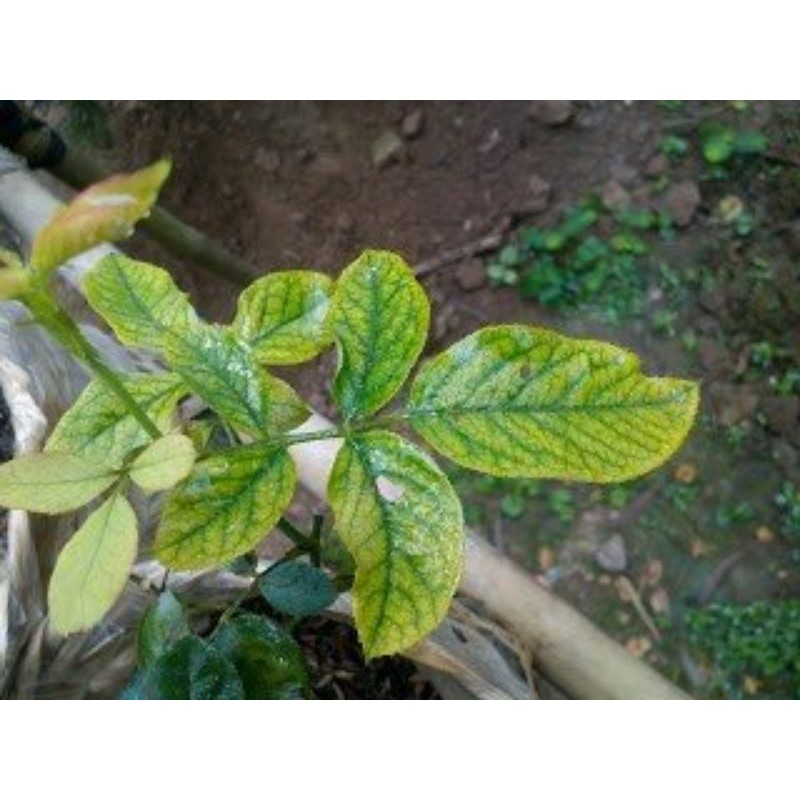 Phân khoáng vi lượng cho cây trồng