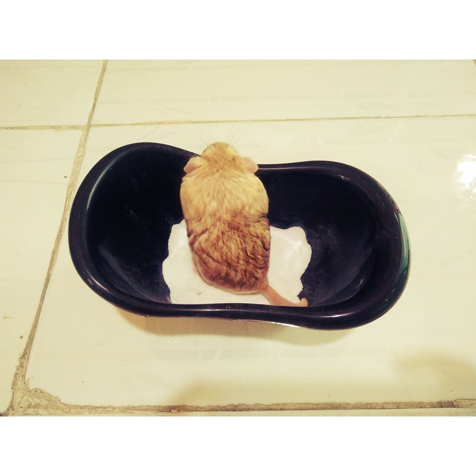 Bồn tắm nhựa cho hamster