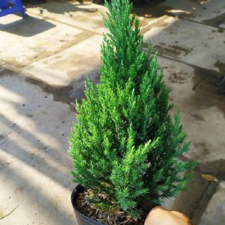 CÂY GIỐNG TÙNG THÁP