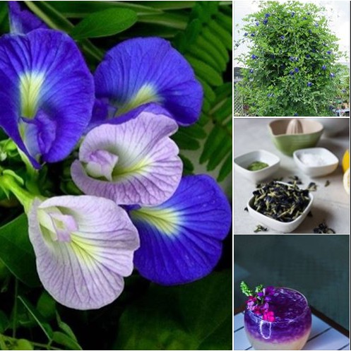 100 Hạt hoa đậu biếc tỷ lệ nảy 90%