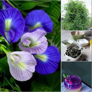 100 Hạt hoa đậu biếc tỷ lệ nảy 90%