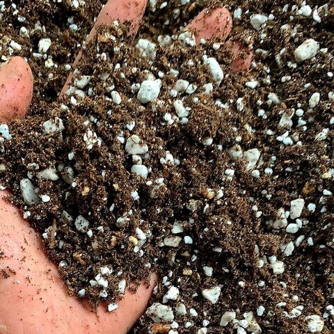 Giá thể trồng sen đá, xương rồng trộn sẵn đầy đủ đá, phân và bột tím - NeyuhGarden