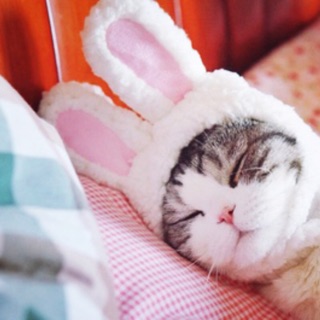🐰🐷 Mũ tai thỏ thời trang