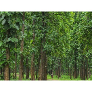 Hạt giống cây tếch (giá tỵ)
