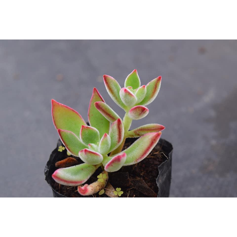 Sen Đá Nhung Viền Đỏ