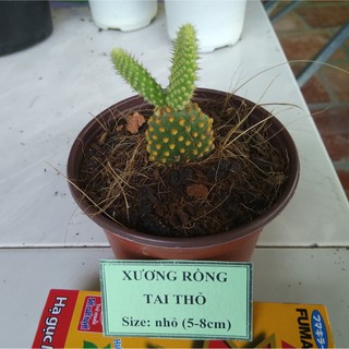 Xương rồng tai thỏ - size nhỏ (5-8cm)