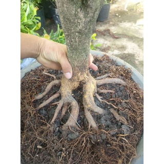 Cây mai vàng giảo 8-12 cánh ( như hình)