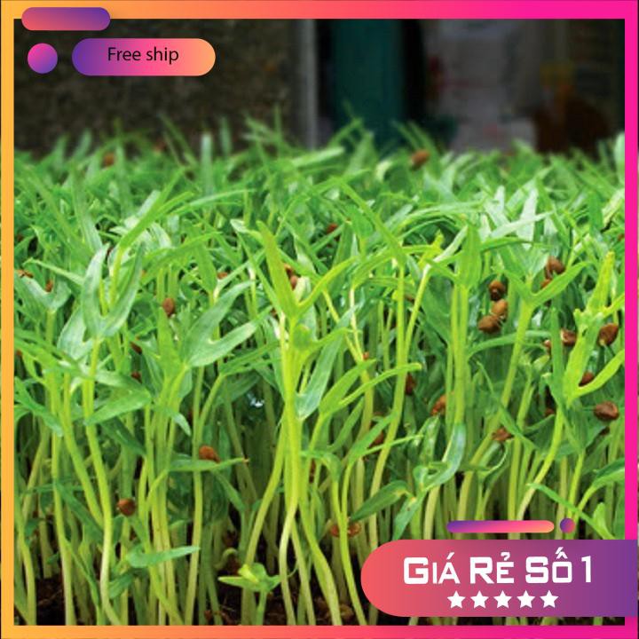 HẠT GIỐNG RAU MẦM RAU MUỐNG 50 GRAM LUCKY.VN