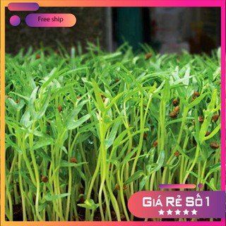 HẠT GIỐNG RAU MẦM RAU MUỐNG 50 GRAM LUCKY.VN