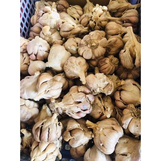TỎI CỦ BẮC