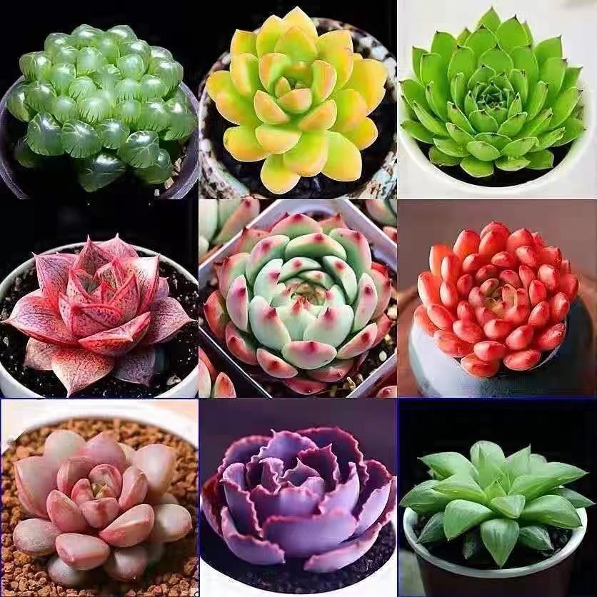 Combo hơn 20 loại cây sen đá  cây mọng nước quý hiếm  tỷ lệ nảy mầm cao tới 99% 100h