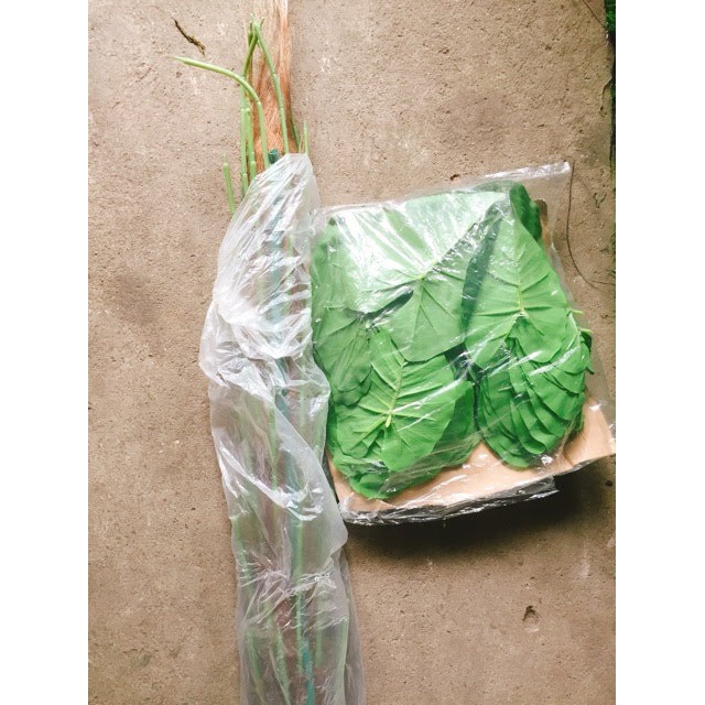 Cây Trầu Bà Đẹp Cao 1m6, 63 lá Hàng loại 1 - Ko kèm chậu