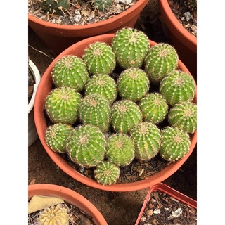 XƯƠNG RỒNG ECHINOSPI