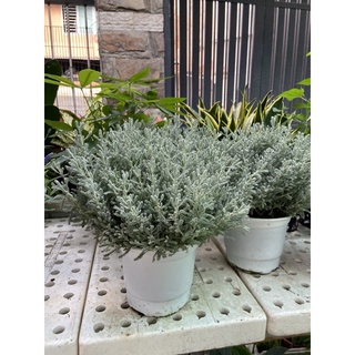 cây lavender cotton lá bạc
