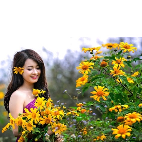 HẠT GIỐNG HOA DÃ QUỲ MIX MÀU chịu nhiệt trồng trên mọi loại đất khô cằn - 50 Hạt