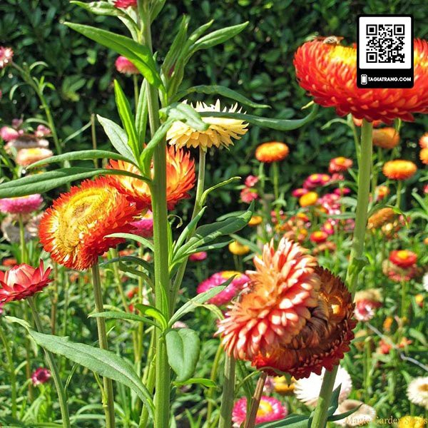 Hạt giống hoa cúc bất tử