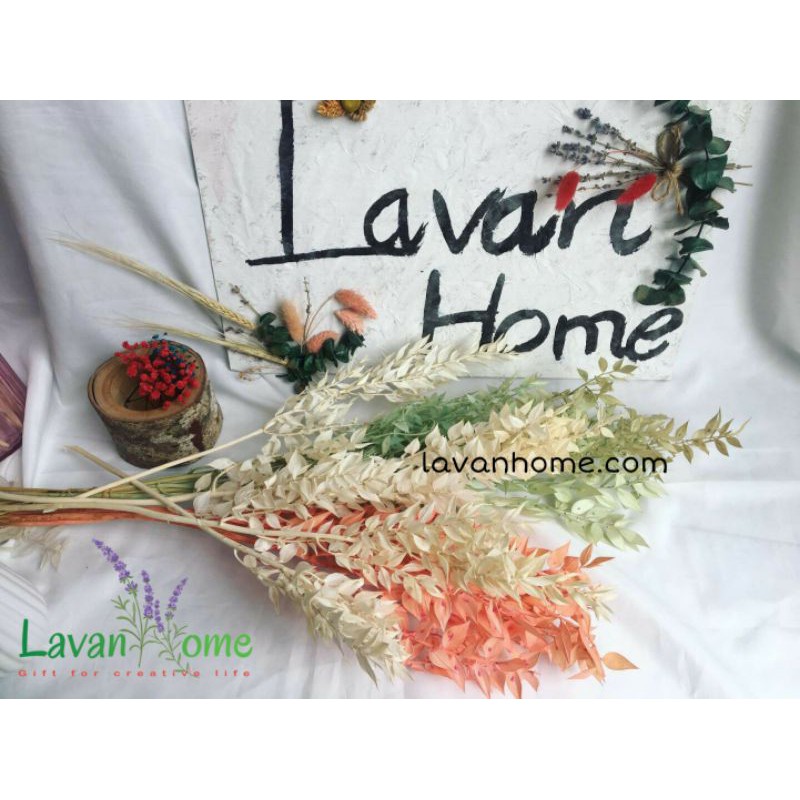 Lá Chanh khô Phú Quý - Ruscus Leaves dùng trong trang trí, cắm bình, hoa bó, chụp ảnh sản phẩm