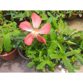 Cây sâm bố chính