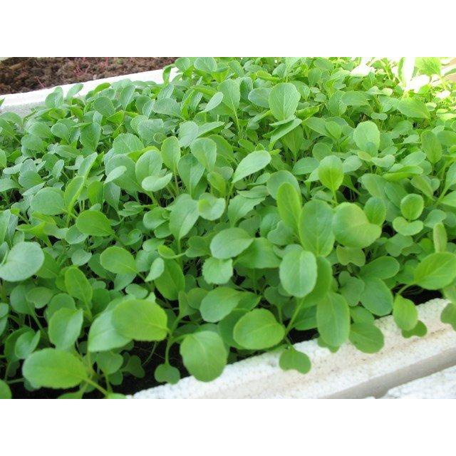 Hạt Giống Cải Ăn Non Nhỏ dễ trồng TOTT's fertilizer