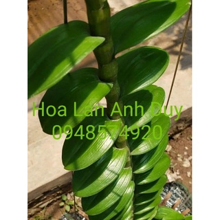 Ki phi điệp lá mít xếp 8cm thân thủ lá gân