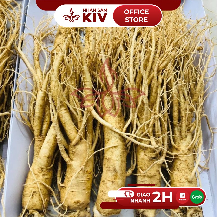 Nhân sâm tươi 235k/củ lớn loại 8-10 củ/kg thượng phẩm | BigBuy360 - bigbuy360.vn