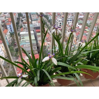 Cây hoa diên vỹ giá sỉ (set 3 cây)