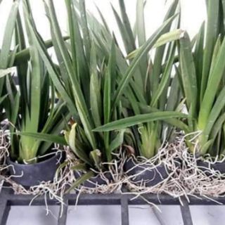5 cây hoa lan vũ nữ bút chì