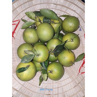 Cam xoàn Đồng Tháp