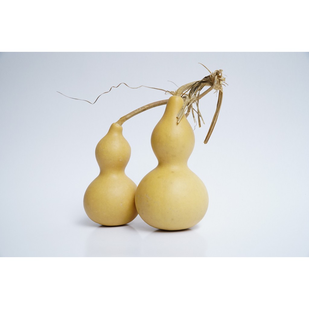 Bầu hồ lô phong thủy trắng nguyên trái nguyên cuống tài lộc | BigBuy360 - bigbuy360.vn