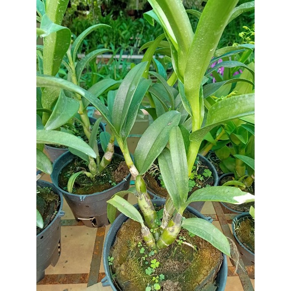 Hoa lan Đen rô Pensodas  chậu f18