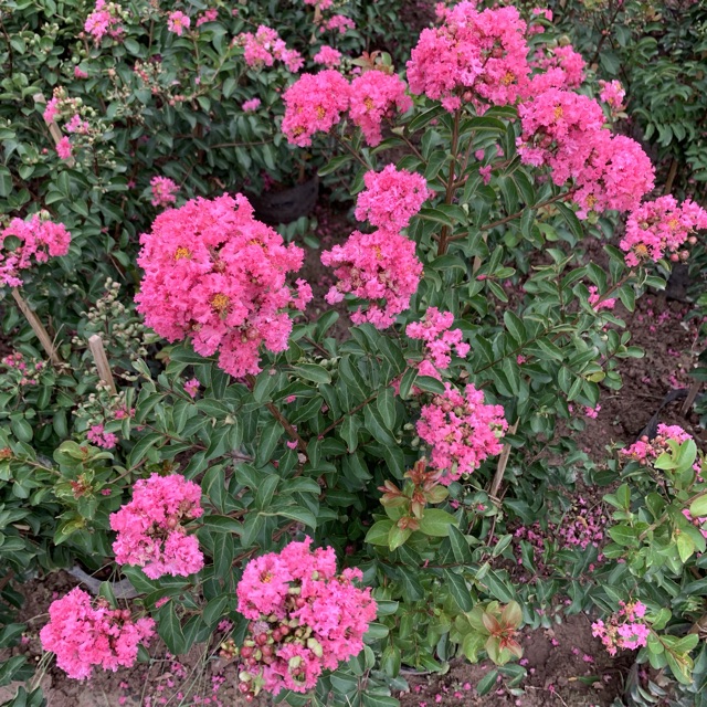 Cây hoa tường vi hồng cao 30-40cm, cây cực kì sai hoa và nụ, thích hợp trồng trang trí sân vườn và gia đình 981SP