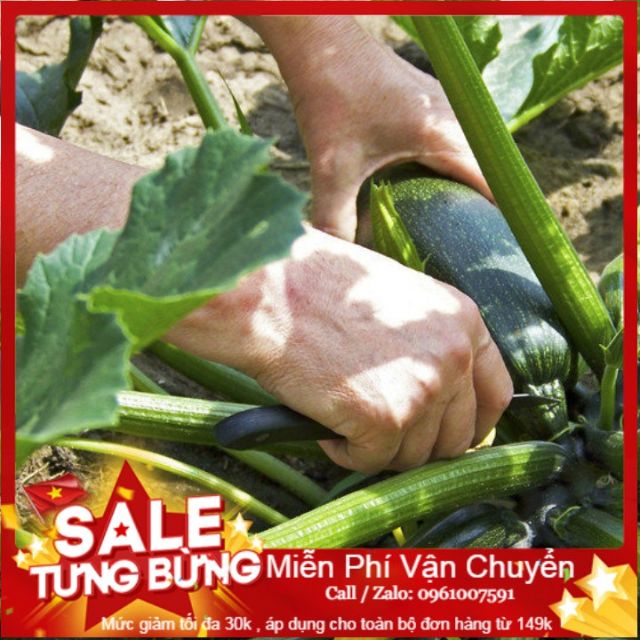 Hạt Giống Bí Ngòi Xanh F1 - 10 hạt