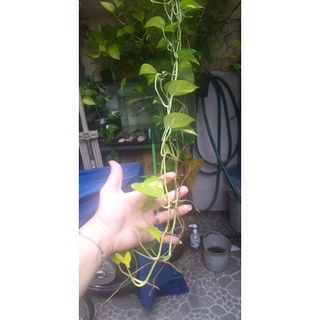 Cây trầu bà . Cây vạn niên thanh