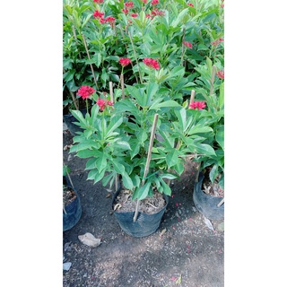 Cây Hồng Mai Hàng khỏe