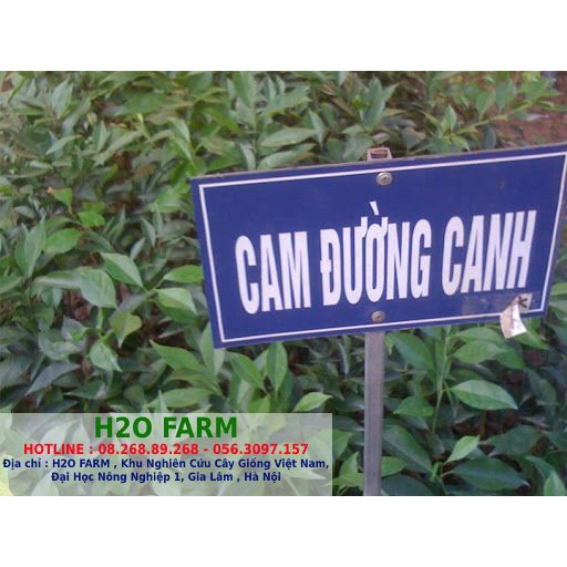 Cây cam đường canh - 2 miền Bắc Nam