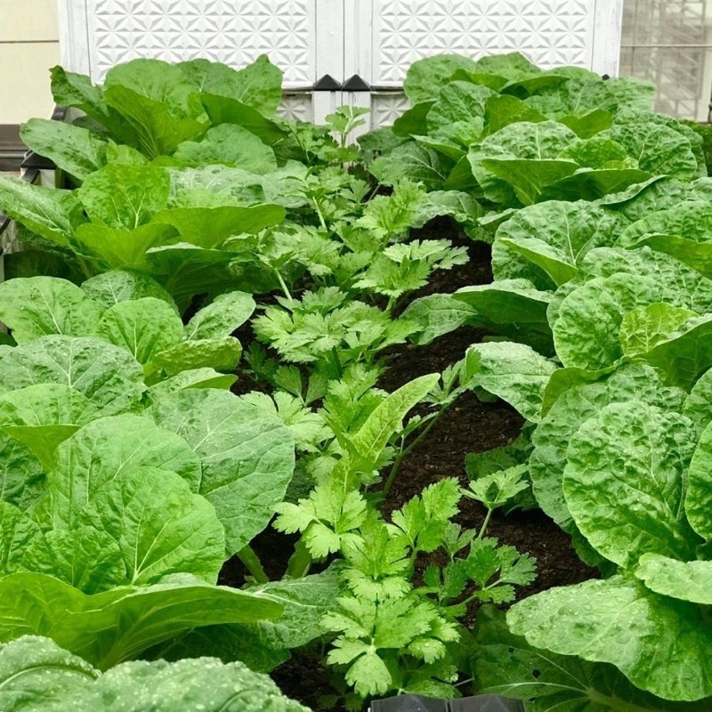 Phân Trùn Quế SFARM ,bao nguyên 2Kg,bón cây cảnh, rau màu