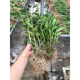 Hoa lan thạch hộc tía 200gram 99k