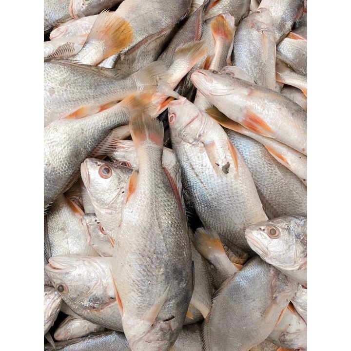 Khô cá đù  | Khô cá đù nguyên con 1 nắng - Ship HCM siêu tốc 1-2h