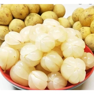 CÂY GIỐNG BÒN BON