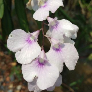 Vũ nữ Peru.