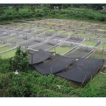 Tráng , lồng ,vèo ươm ốc mới nở loại 3x2x1 ( 1,5li , 2li )