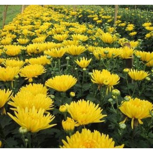 Hạt giống HOA CÚC VÀNG ĐẠI ĐÓA, Vẻ đẹp Thái Bình Dương Hạt giống Hoa cúc vàng để trồng (Calendula officinalis)