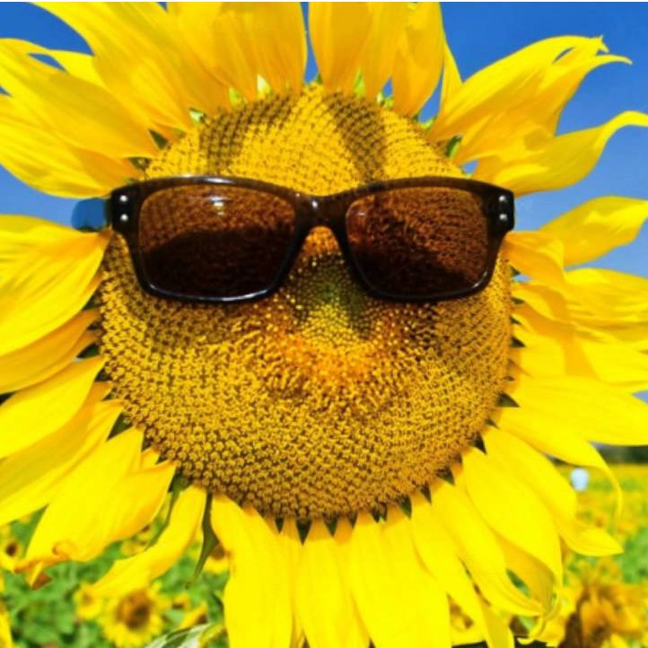 Hạt giống hoa hướng dương domino - SUNFLOWER DOMINO gói1gr/12hạt